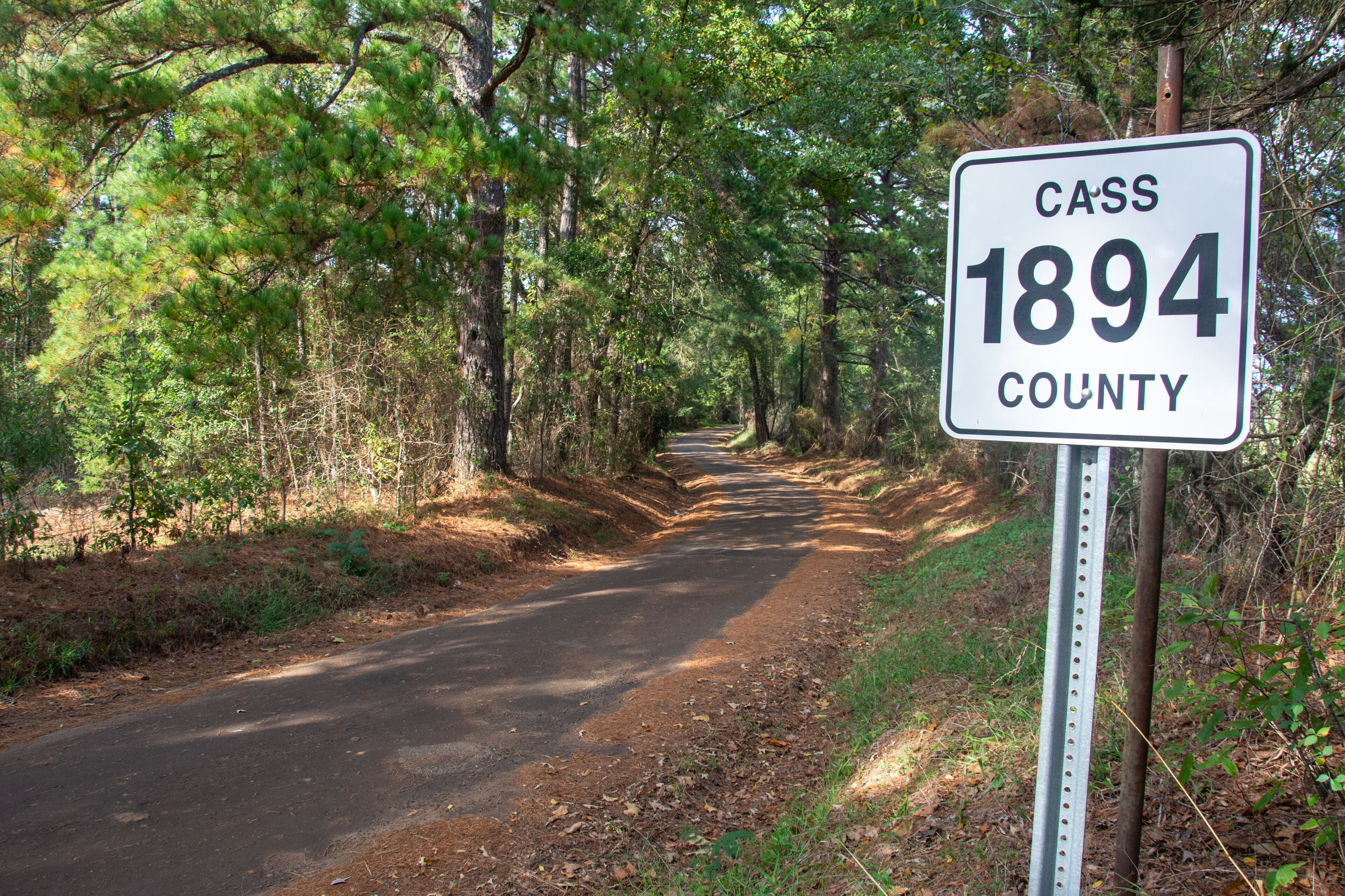 View of the Cass County 1894 farm road through pine trees near Kildare and Linden, Texas, USA