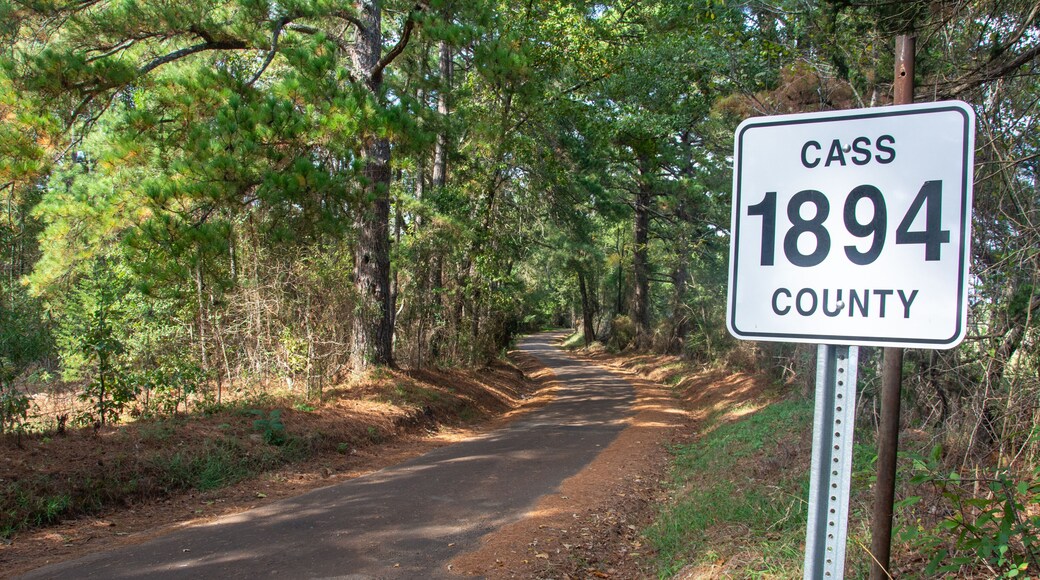 View of the Cass County 1894 farm road through pine trees near Kildare and Linden, Texas, USA