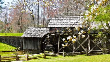 Un molino histórico con estructura de madera y una gran rueda hidráulica, rodeado por una cerca y árboles en flor.