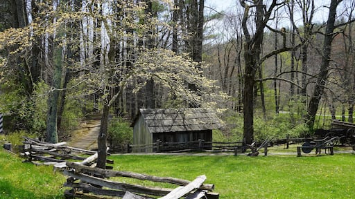 ميدوز أوف دان