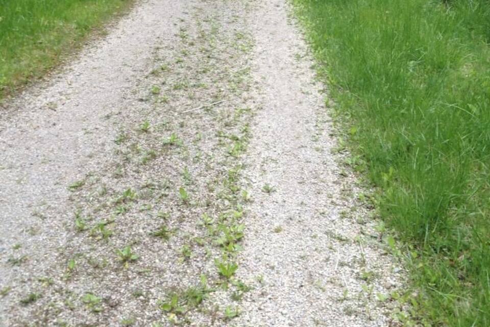 A gravel path surrounded by lush greenery and a steep cliff.