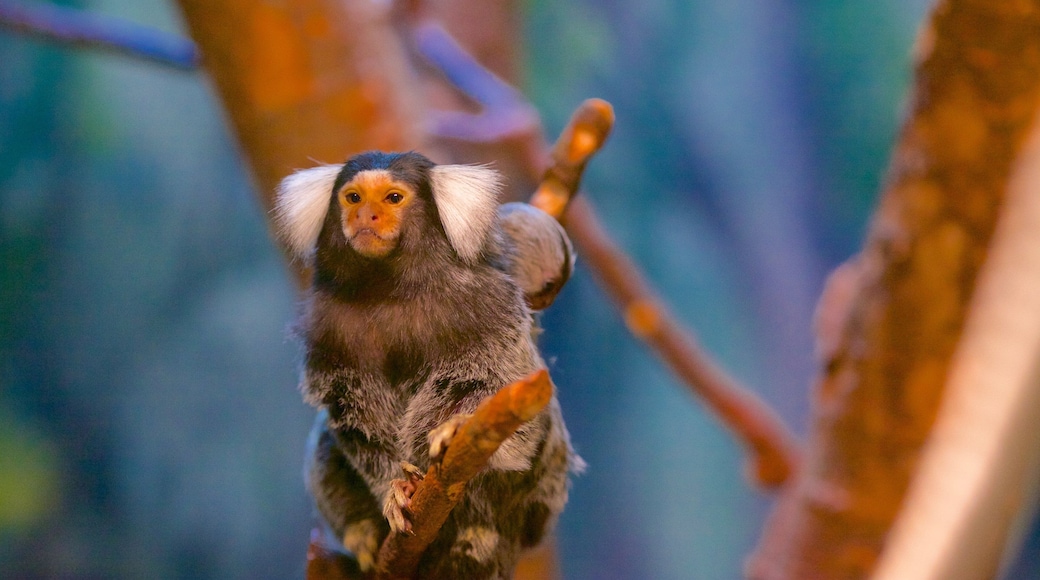 Magnetic Hill Zoo featuring animals and zoo animals