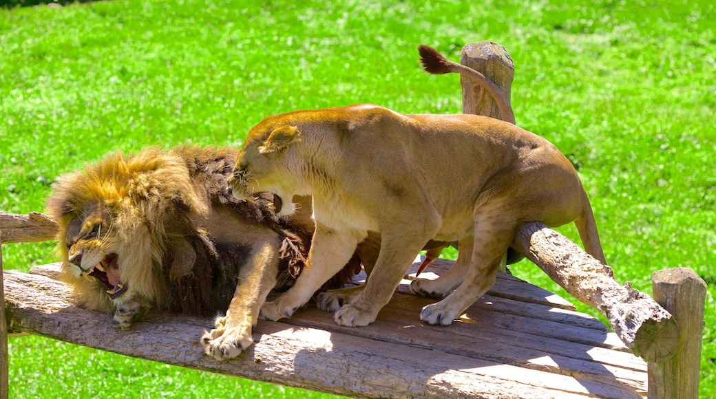 Magnetic Hill Zoo featuring zoo animals and dangerous animals