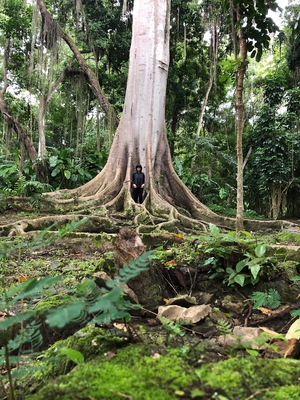 Huge trees here in the Park