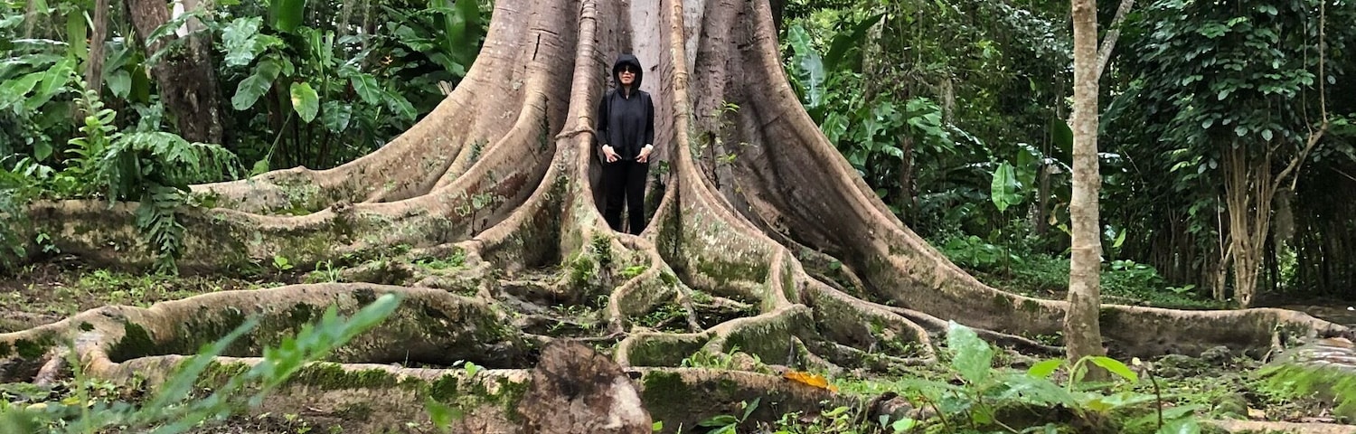 Huge trees here in the Park