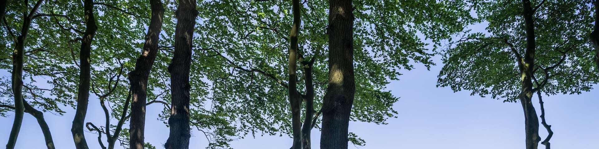 Ostsee Ausblick am Waldrand bei Heligendamm im Frühling