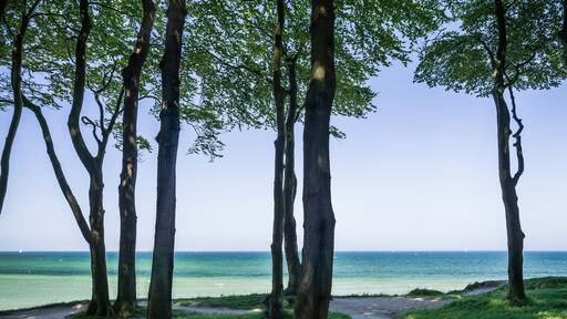 Ostsee Ausblick am Waldrand bei Heligendamm im Frühling