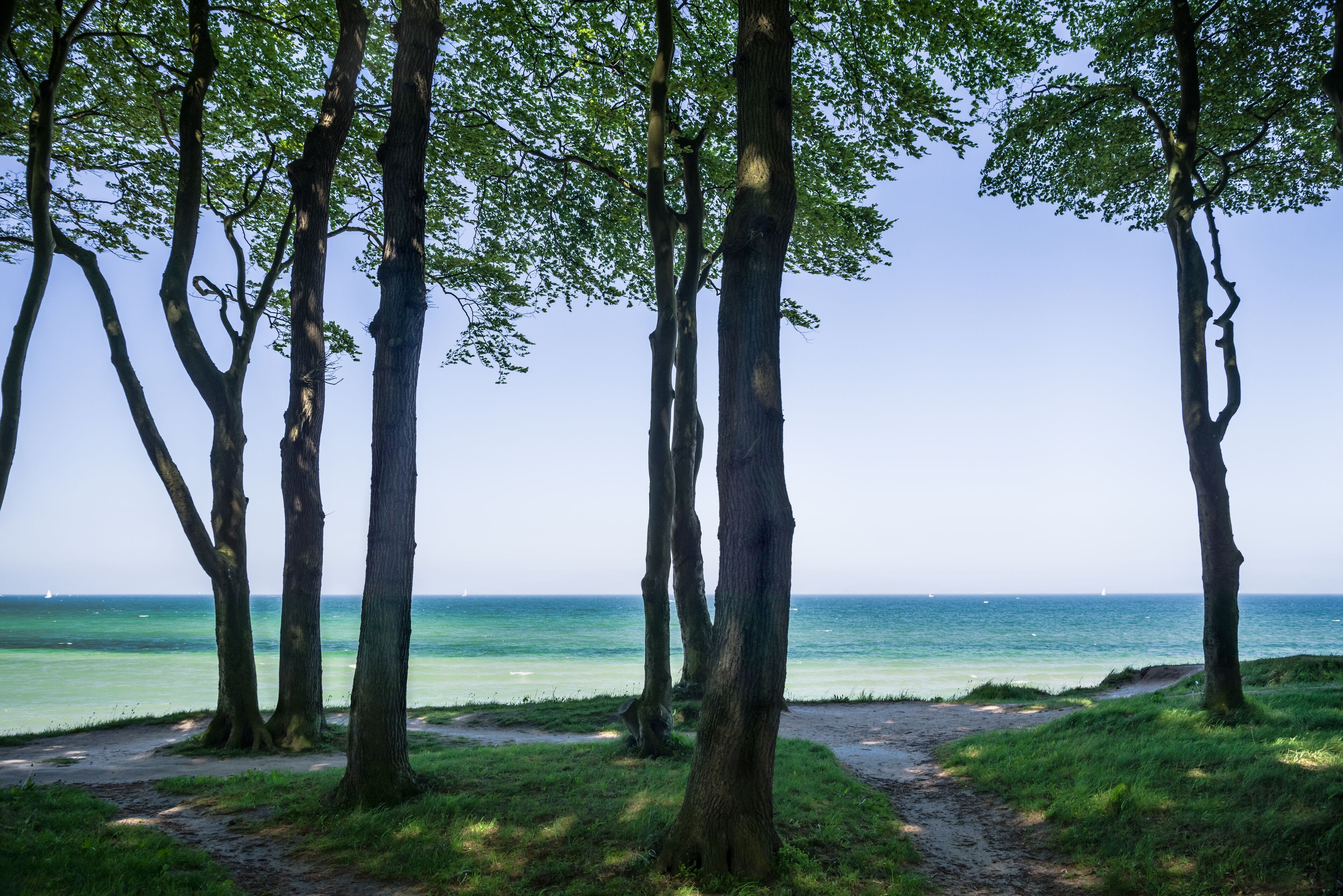 A coastal path with trees and a view of the ocean.