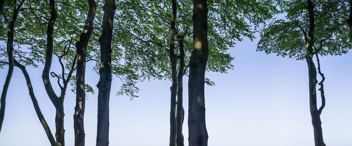 A coastal path with trees and a view of the ocean.