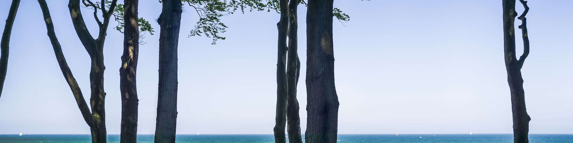 A coastal path with trees and a view of the ocean.