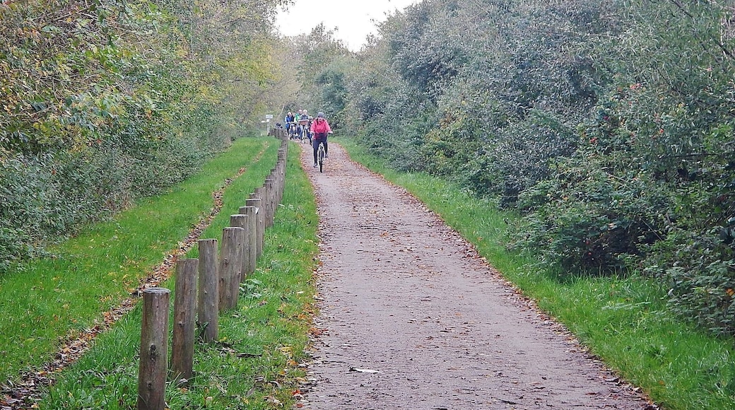 Reit- und Radweg an der Ostsee zwischen Heiligendamm und Kühlungsborn