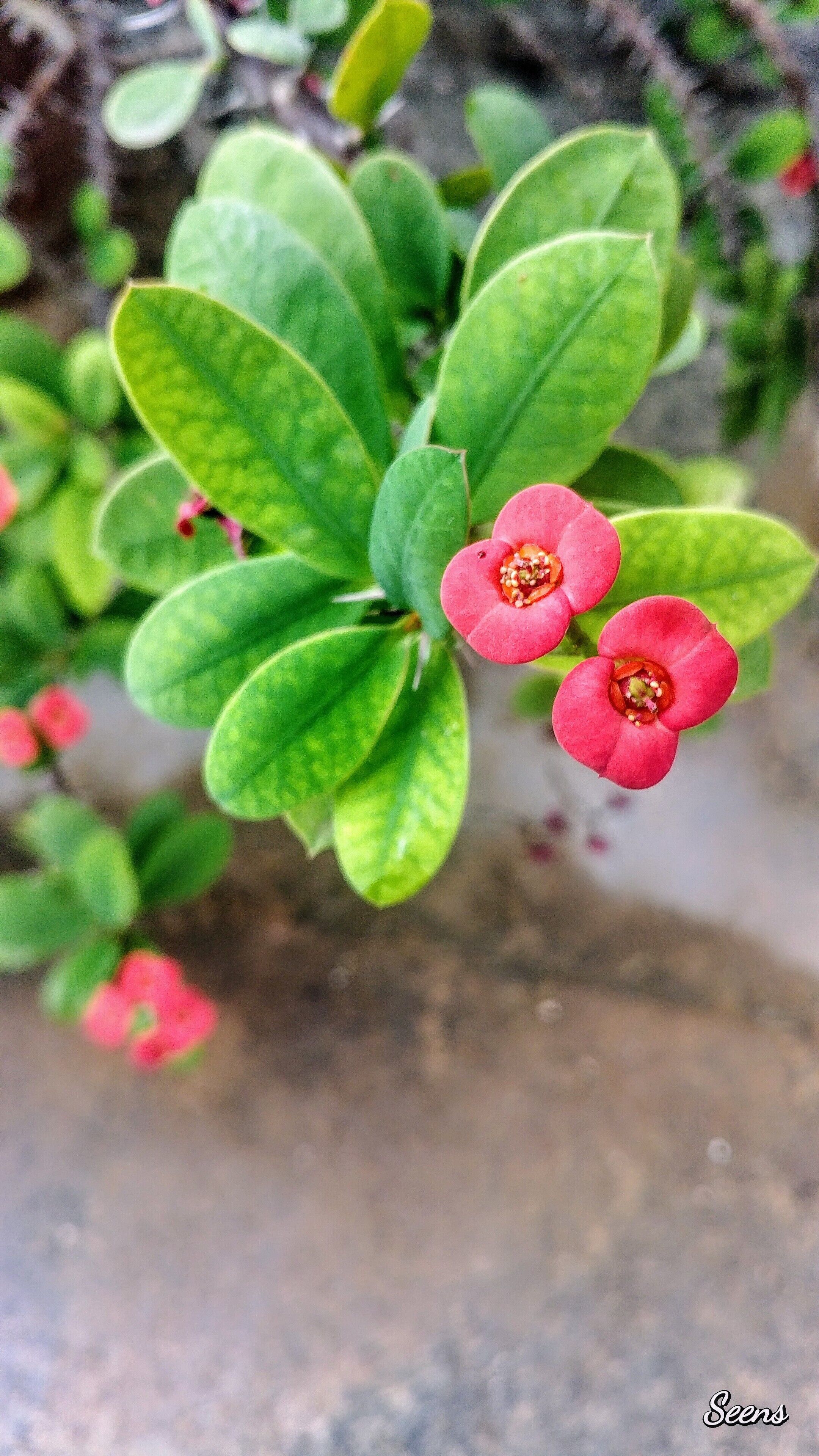Euphorbia milii, the crown of thorns, Christ plant, or Christ thorn, called Corona de Cristo in Latin America, is a species of flowering plant in the spurge family Euphorbiaciae, native to Madagascar. The species name commemorates Baron Milius, once Governor of Réunion, who introduced the species to France in 1821.

now this at my home..clicked with #lgg6 mobile
