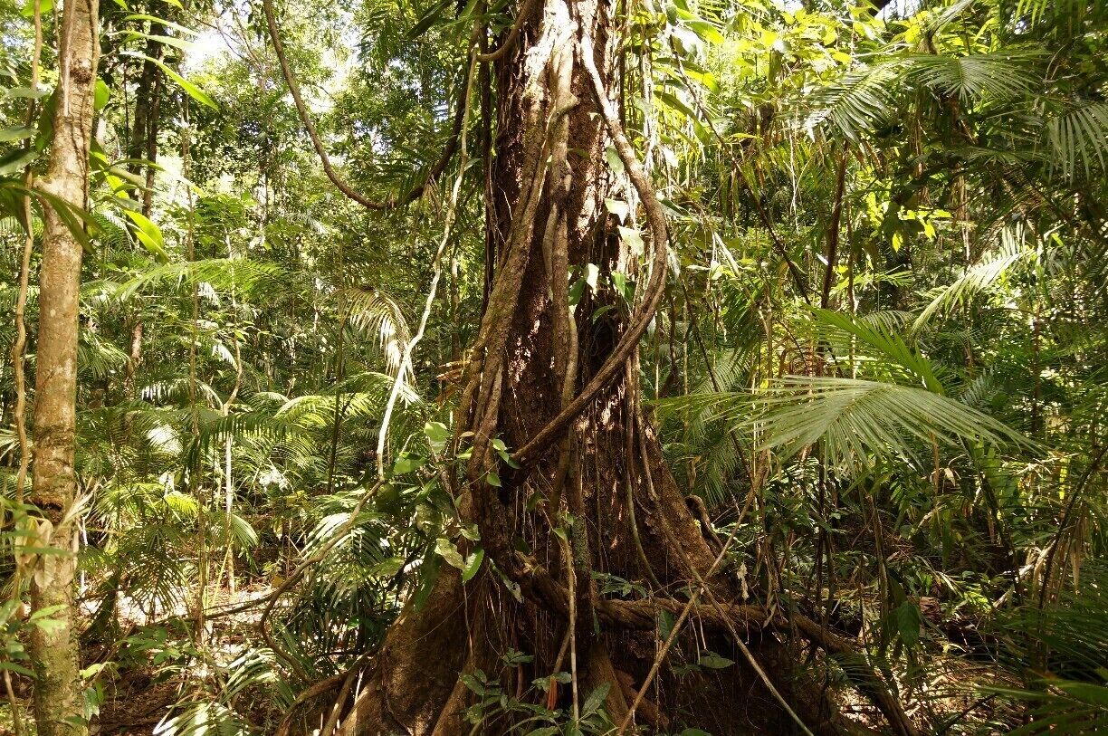 The Jindalba Boardwalk a short and easy path through the Daintree Rainforest. Turn off the main road and follow the signs to the Daintree Rainforest Discovery Centre, but drive past the centre. You’ll see the sign to Jindalba.
The 700m walk is mostly along the raised boardwalk, although there are some short sections. There are some stairs and it is probably easier to walk from the path on the left-hand side to avoid some of the incline if you start on the right-hand track. There is a longer walk of 2.7km but this is recommended for experienced walkers only. 

There is a car park with space for vans and trailers. The road into the car park is one-way so you won’t need to turn around. There are toilets and picnic tables here.

There are also walks at the discovery centre, however the centre charges admission. The Jindalba walk is free. 
