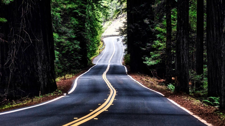 A winding road through a dense forest with tall trees on both sides.