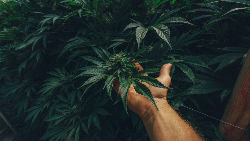A hand holding a cannabis plant with dense foliage.