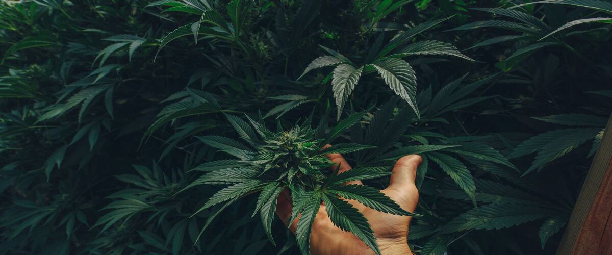 A hand holding a cannabis plant with dense foliage.