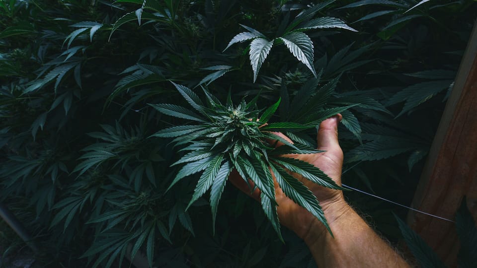 A hand holding a cannabis plant with dense foliage.