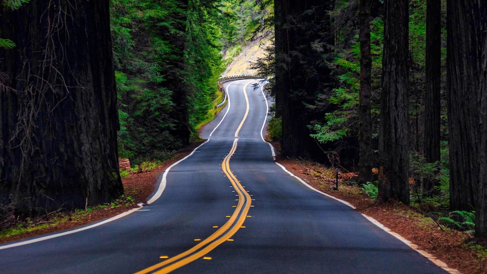 A winding road through a dense forest with tall trees on both sides.