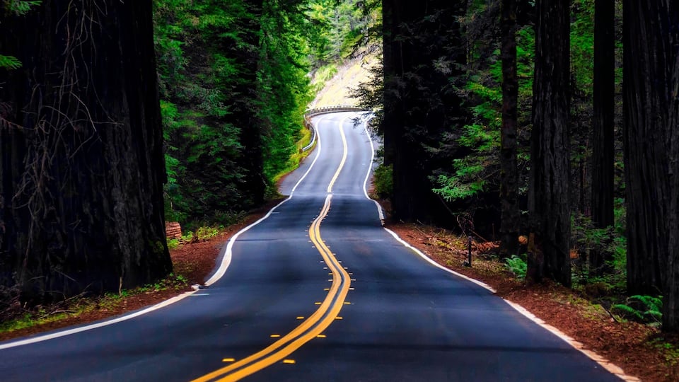 A winding road through a dense forest with tall trees on both sides.