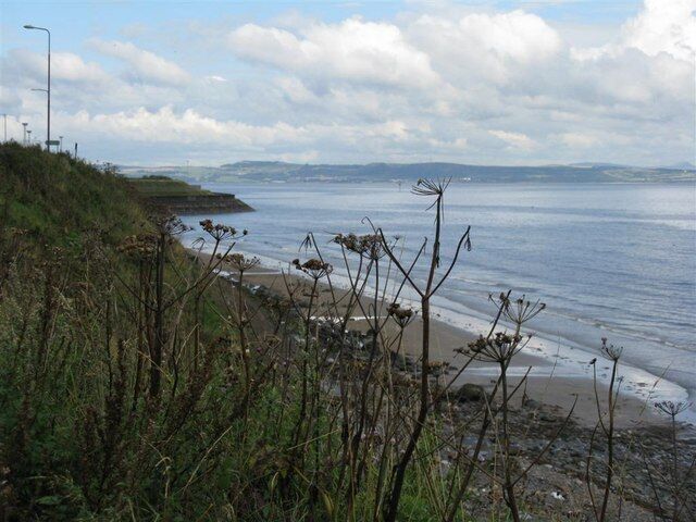 Shore at Seafield With a foreground of old hogweed stems and umbels.