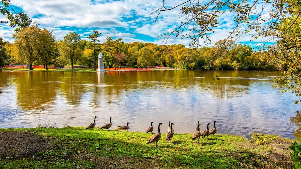 A lake with ducks, trees, and a fountain.