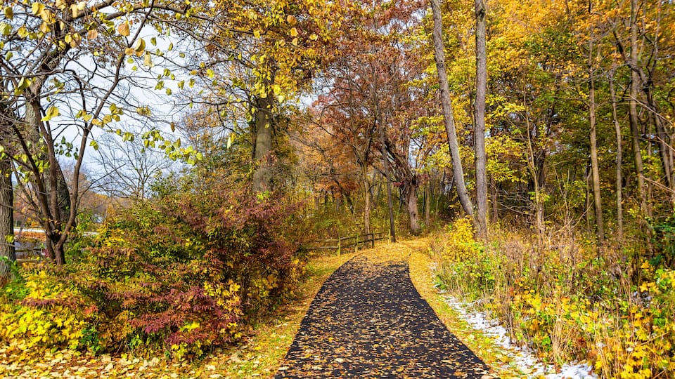 A leaf-covered path in a forest during autumn.
