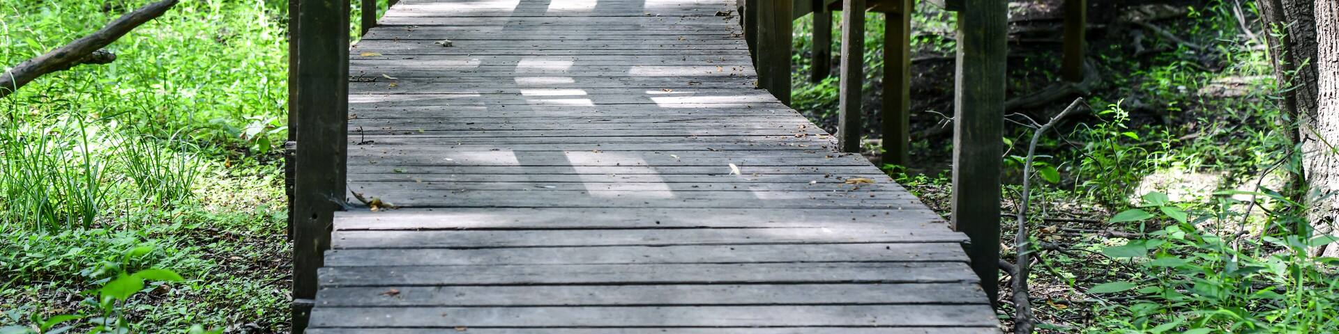 Empty boardwalk hiking path through the forest