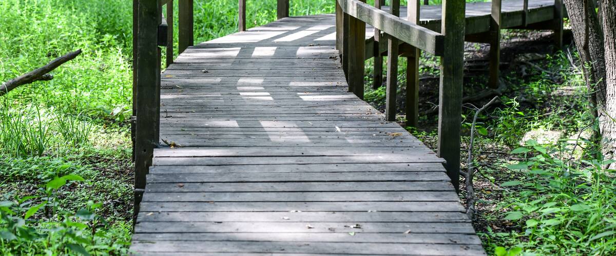 A wooden boardwalk in a forest.