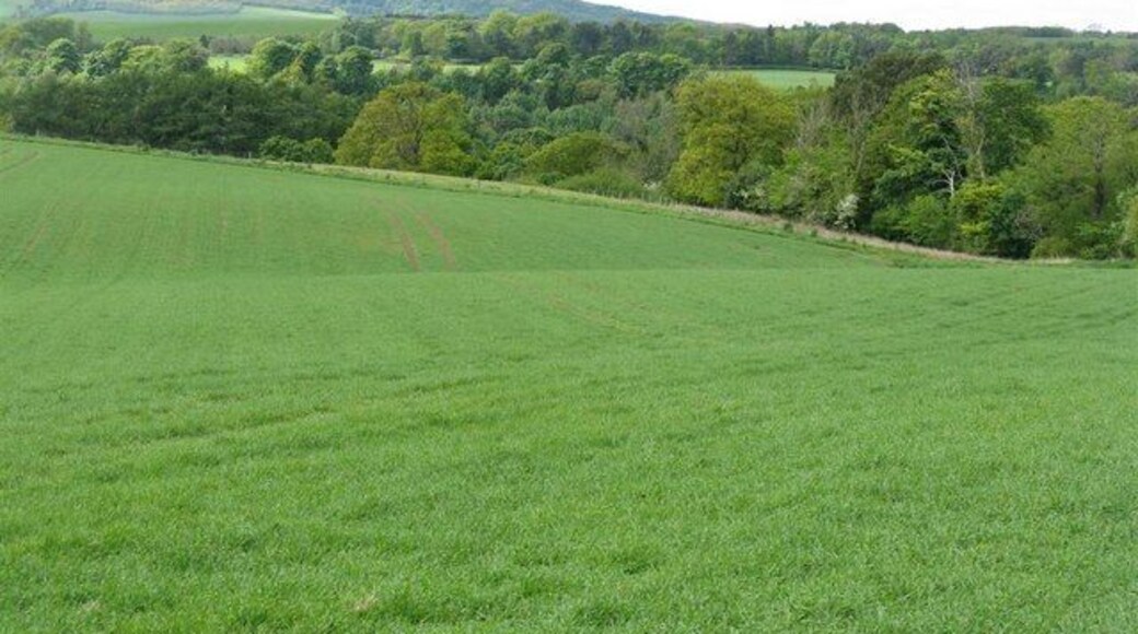 Barley field at Midfield The trees conceal the valley of the River North Esk, and the north eastern end of the Pentland Hills are in the distance.