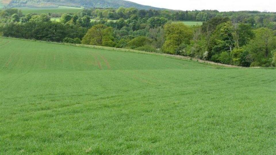 Barley field at Midfield The trees conceal the valley of the River North Esk, and the north eastern end of the Pentland Hills are in the distance.