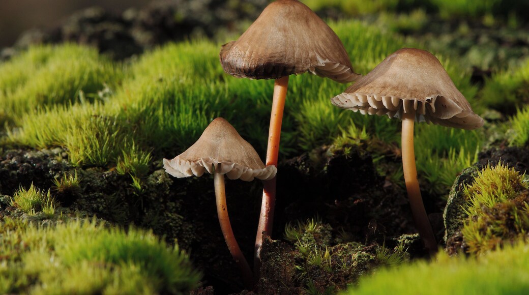 fungi and lichen Walk in Roslin Glen