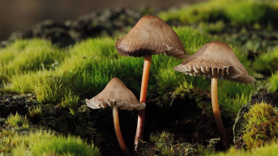 fungi and lichen Walk in Roslin Glen