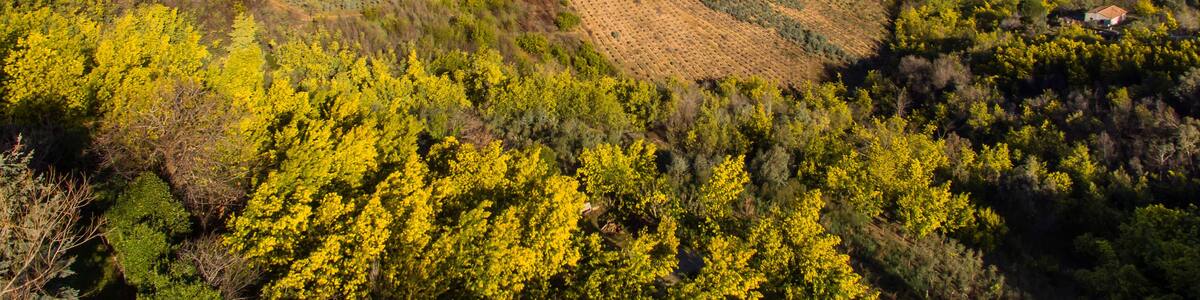 Vue aérienne sur le massif de Tanneron, arbres de mimosa en fleurs, Provence, sud de France.