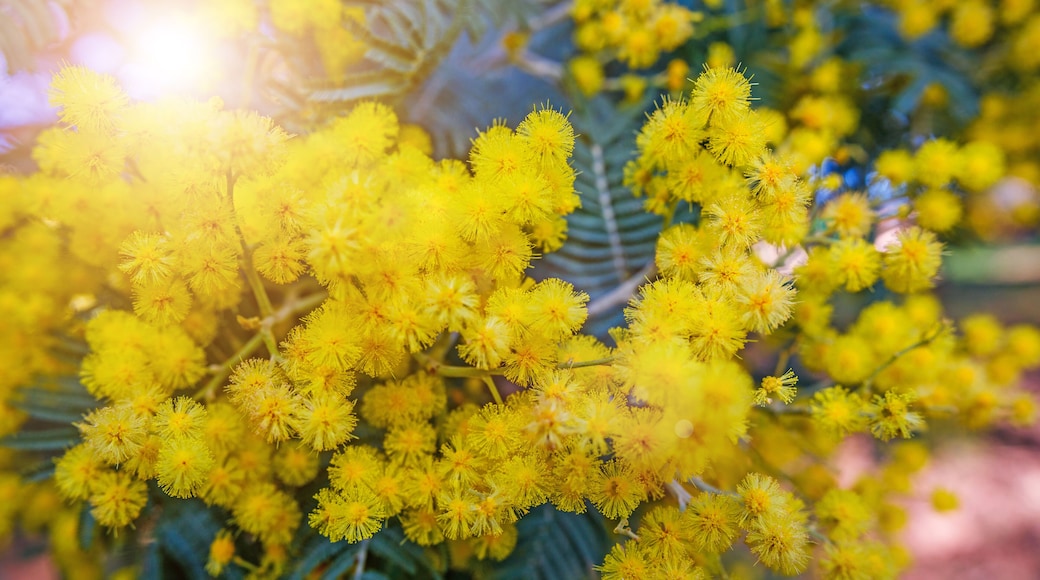 Mimosas trees blooming in the South of France