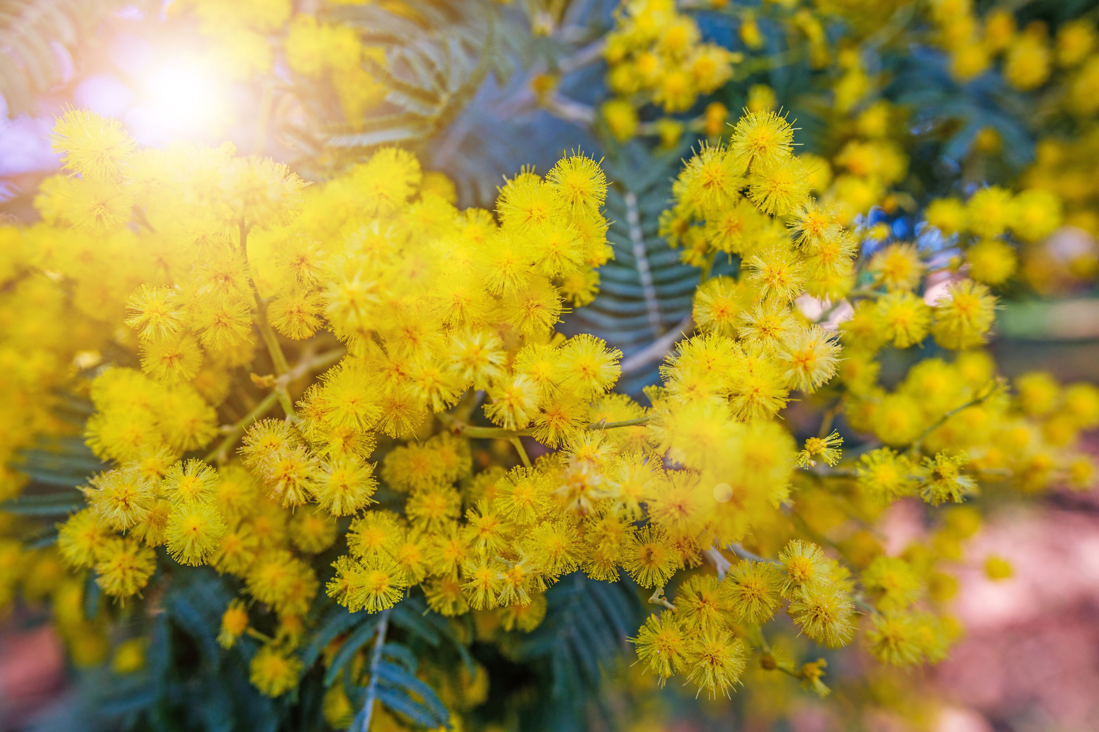 Clusters of yellow flowers with green foliage.