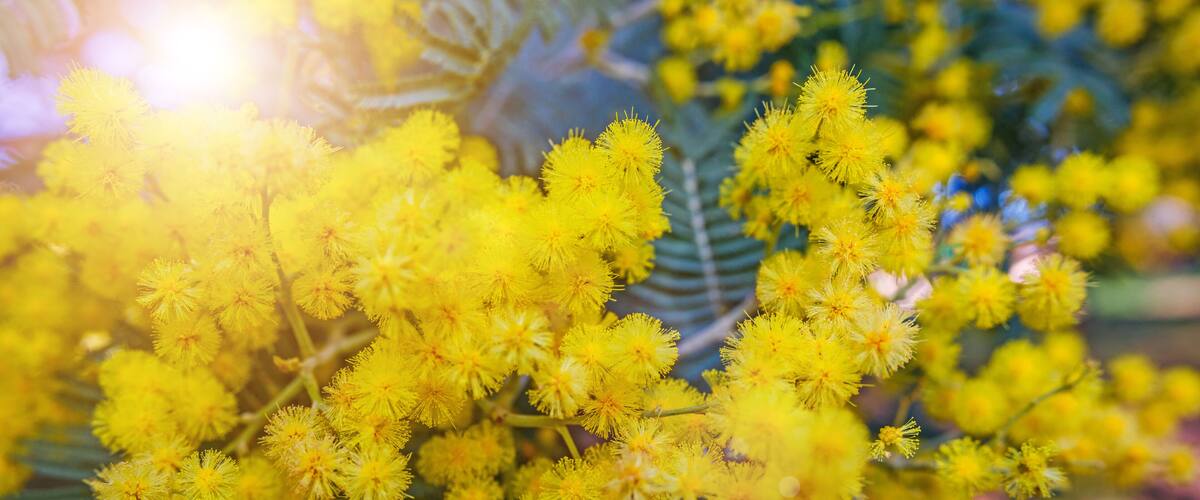 Clusters of yellow flowers with green foliage.