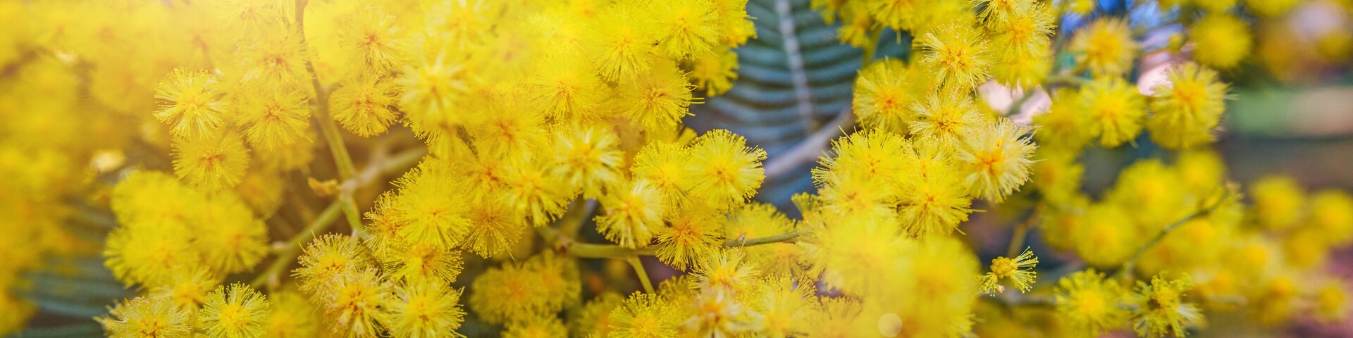 Clusters of yellow flowers with green foliage.
