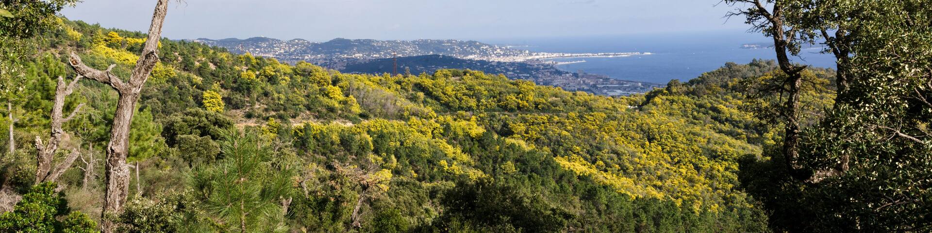 A mountainous landscape with dense green foliage and yellow flowering trees.