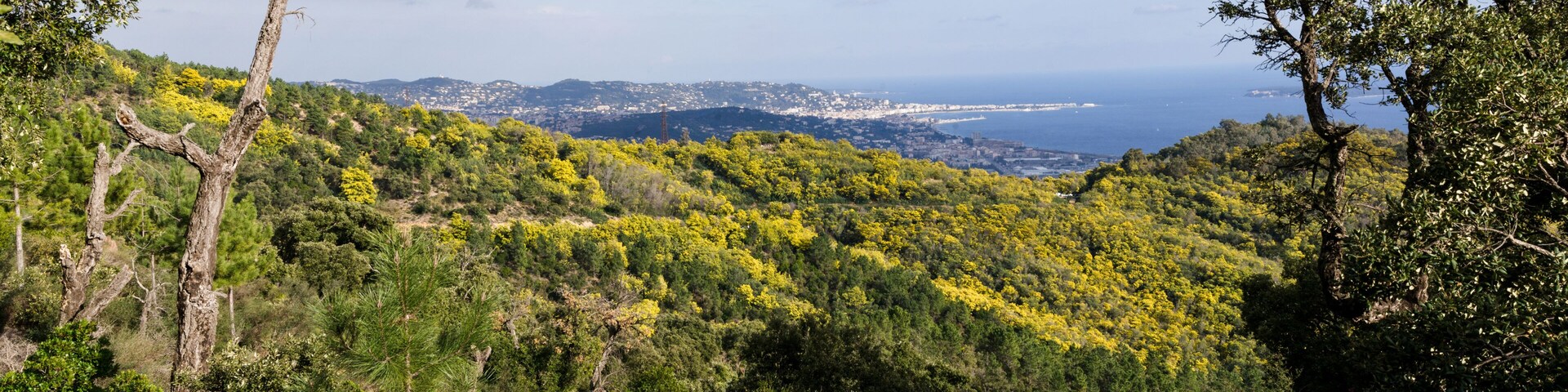 Mandelieu forêt de Mimosa avec la mer