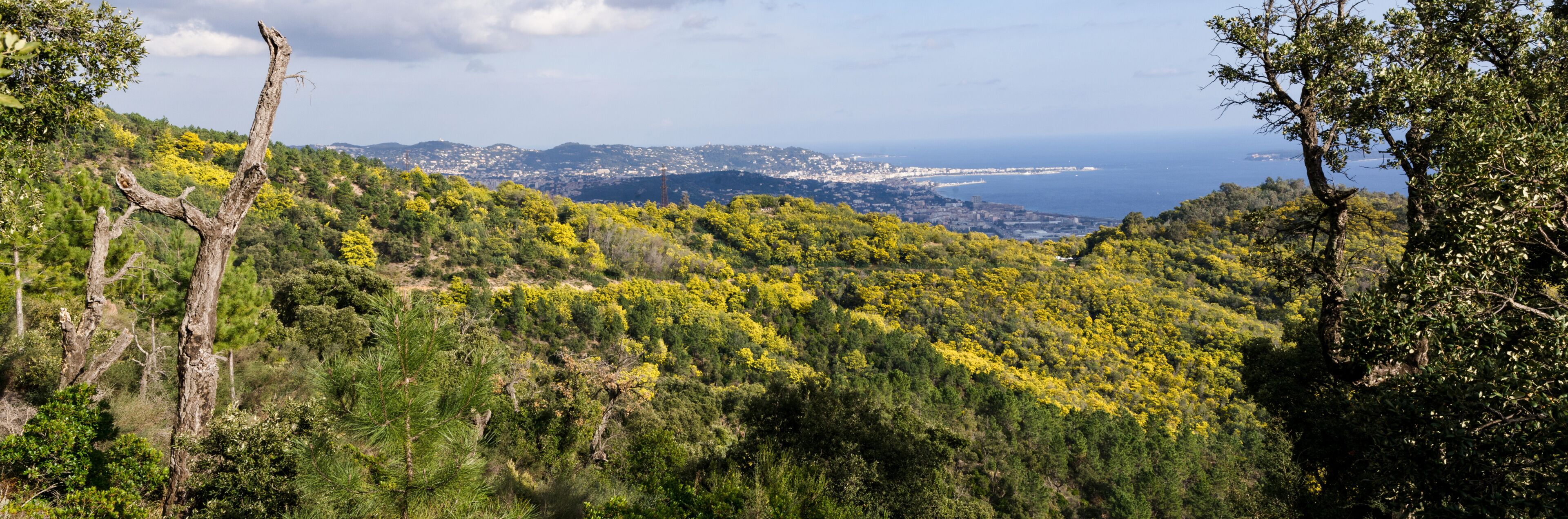 A mountainous landscape with dense green foliage and yellow flowering trees.