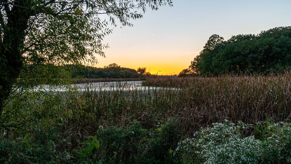 A sunset over a river with dense vegetation and trees in the foreground.