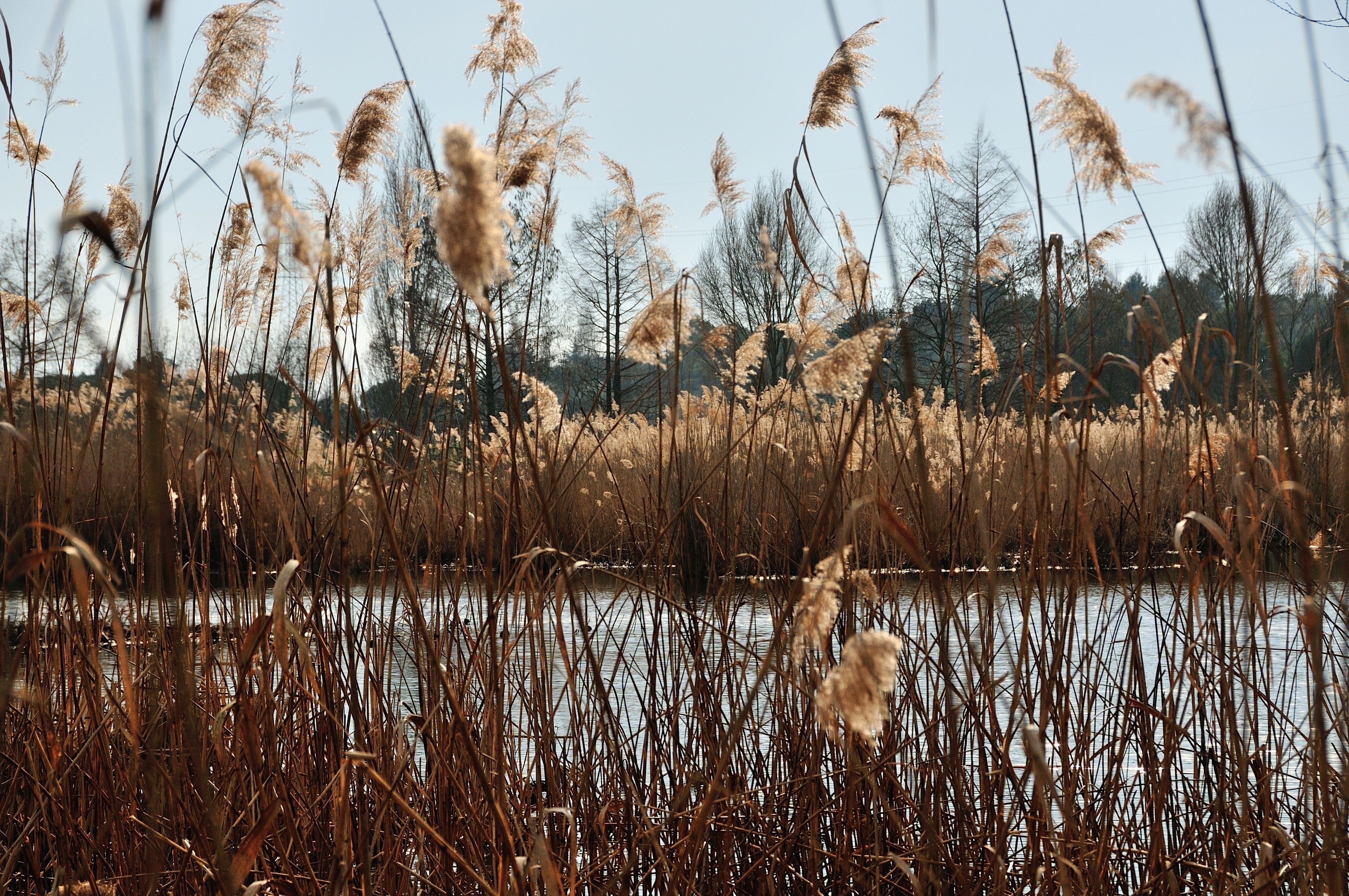 Plaine de la Brague