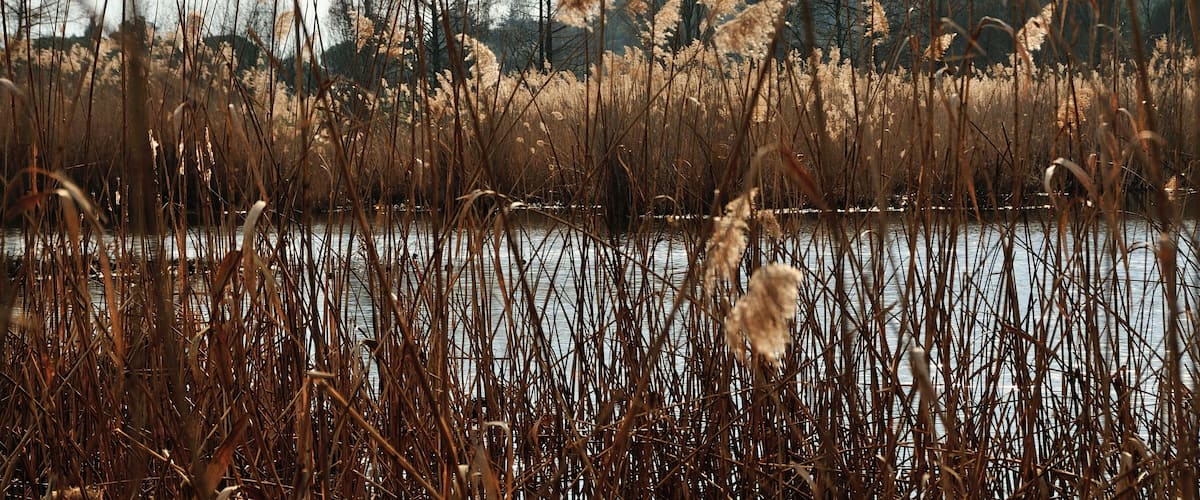Un corpo d'acqua circondato da canne alte e secche e alberi.