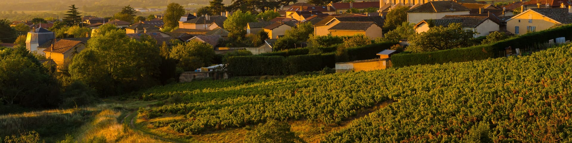 A vineyard, a church, and a town with houses and a mountain range in the background.