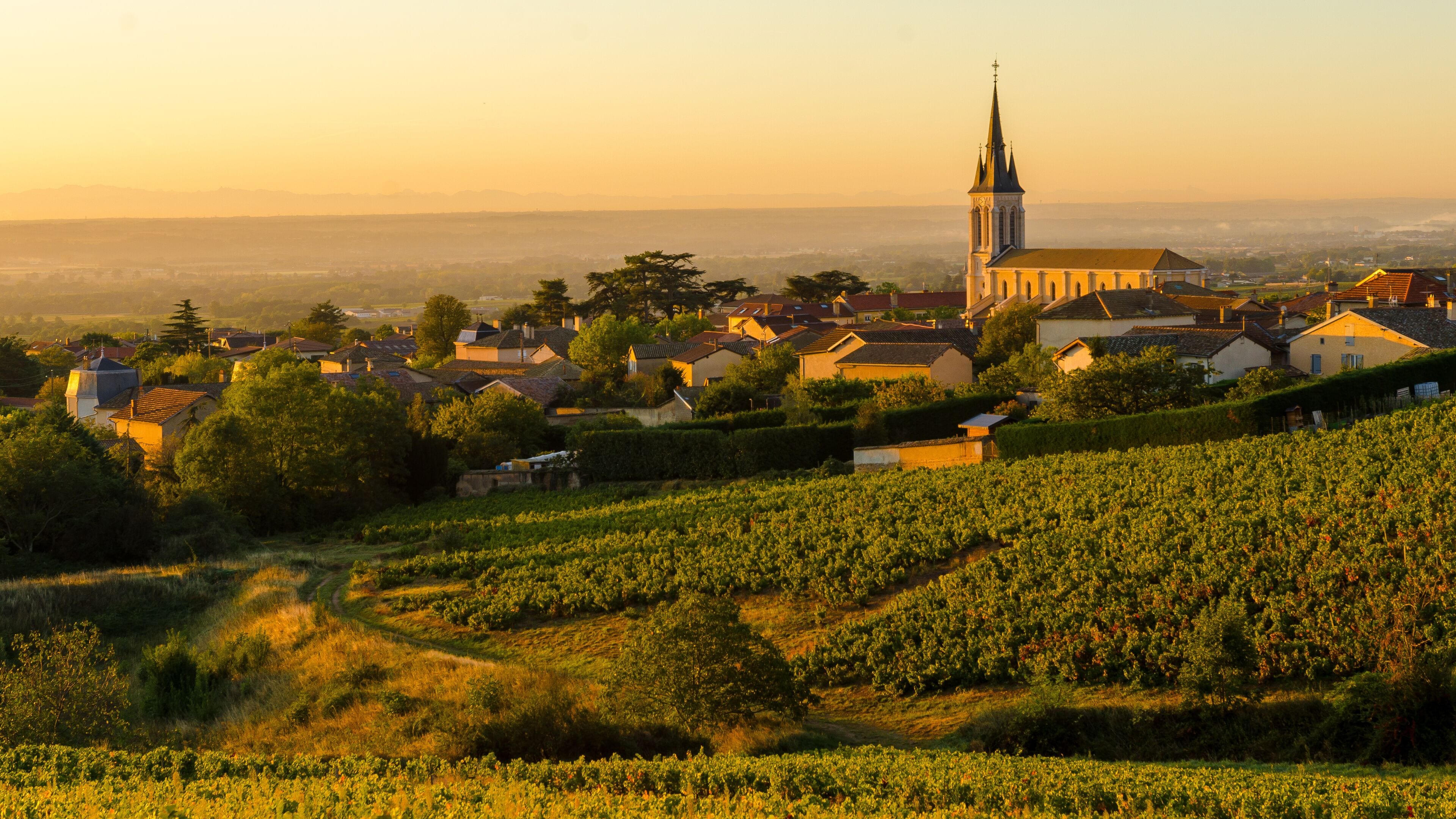 A vineyard, a church, and a town with houses and a mountain range in the background.
