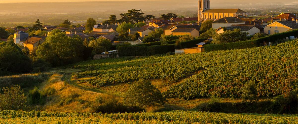A vineyard, a church, and a town with houses and a mountain range in the background.