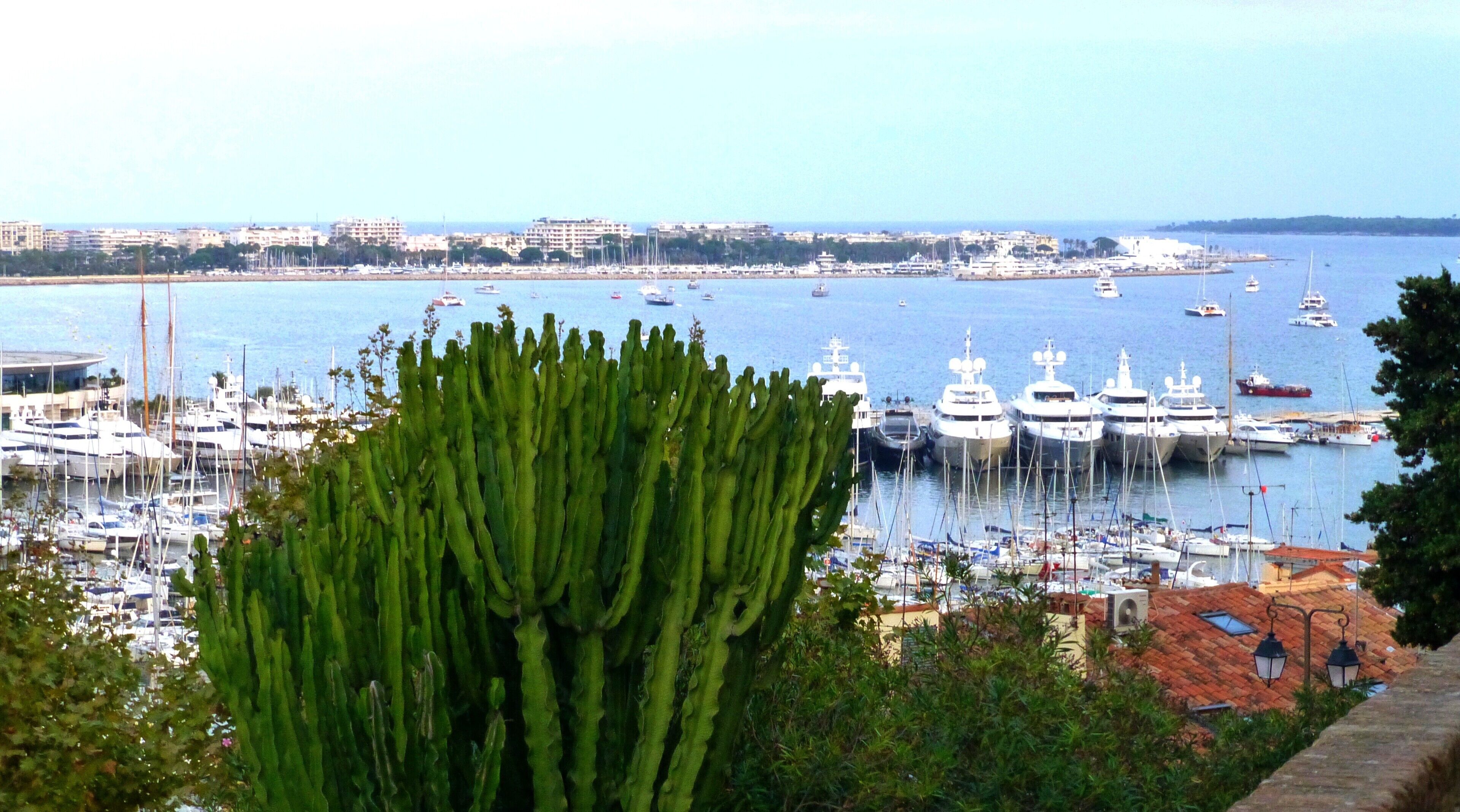 A marina with numerous yachts and boats, a coastal cityscape in the background, and a prominent cactus in the foreground.