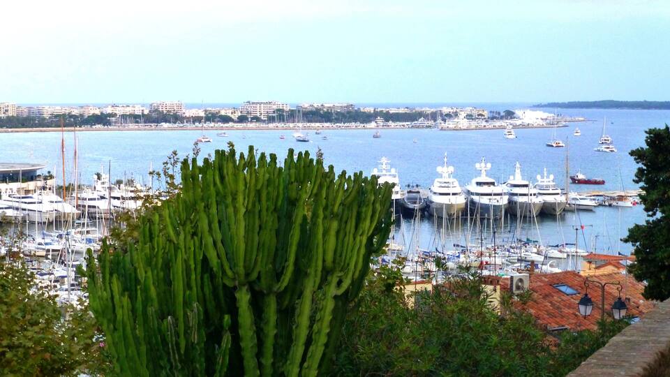 A marina with numerous yachts and boats, a coastal cityscape in the background, and a prominent cactus in the foreground.