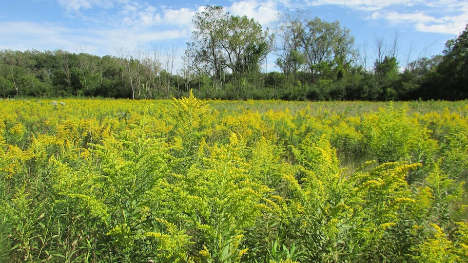 A field of yellow flowers with green foliage and trees in the background under a blue sky.