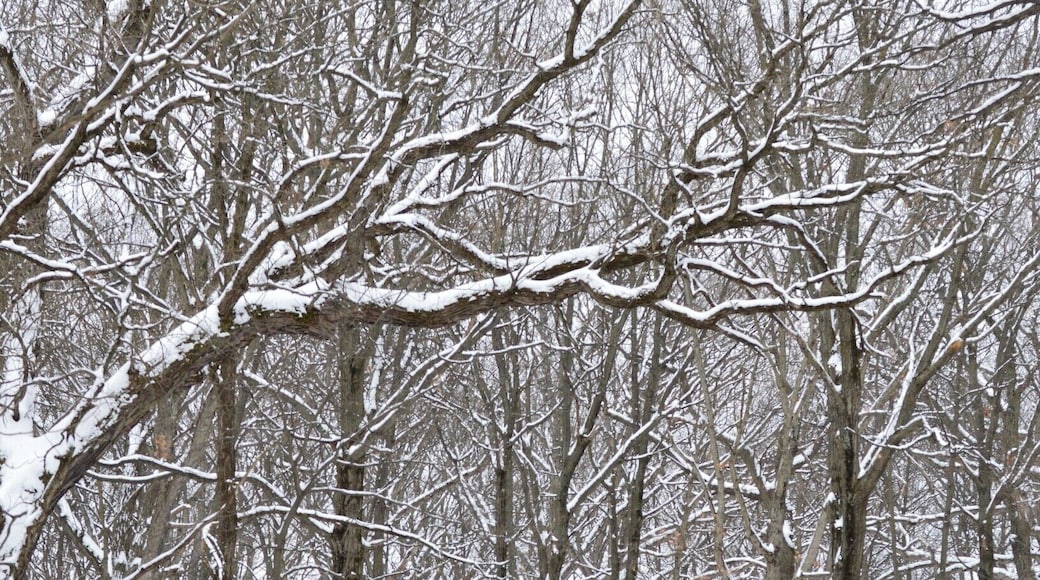 "What are men to rock and mountains?" - Jane Austen. These may not be mountains but they're some of the tallest trees near Chicago. "Swallow Cliff is a 100-foot-high bluff formed 12,000 years ago" and it continues to amaze hikers today. #BvSApplication